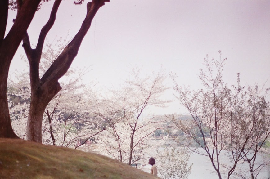 li_hui_hidden_sakura