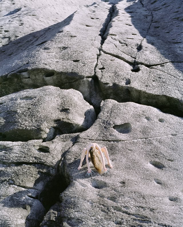 synchrodogs_reverie_sleep_3_640