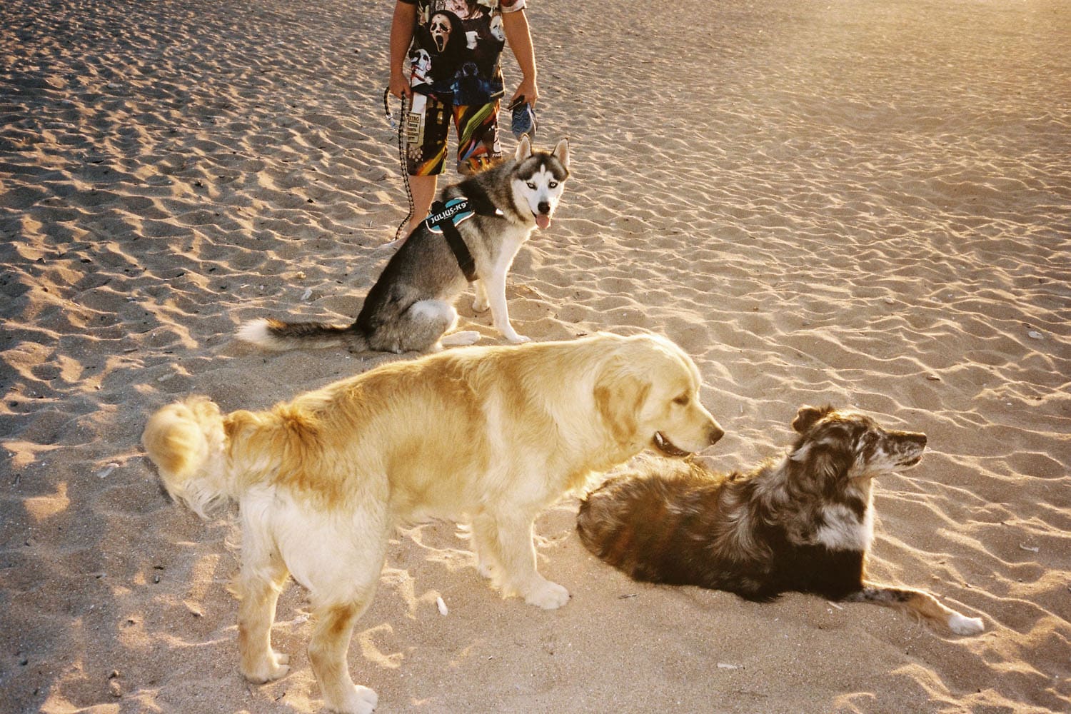 husky-retriever-sto-original.JPG