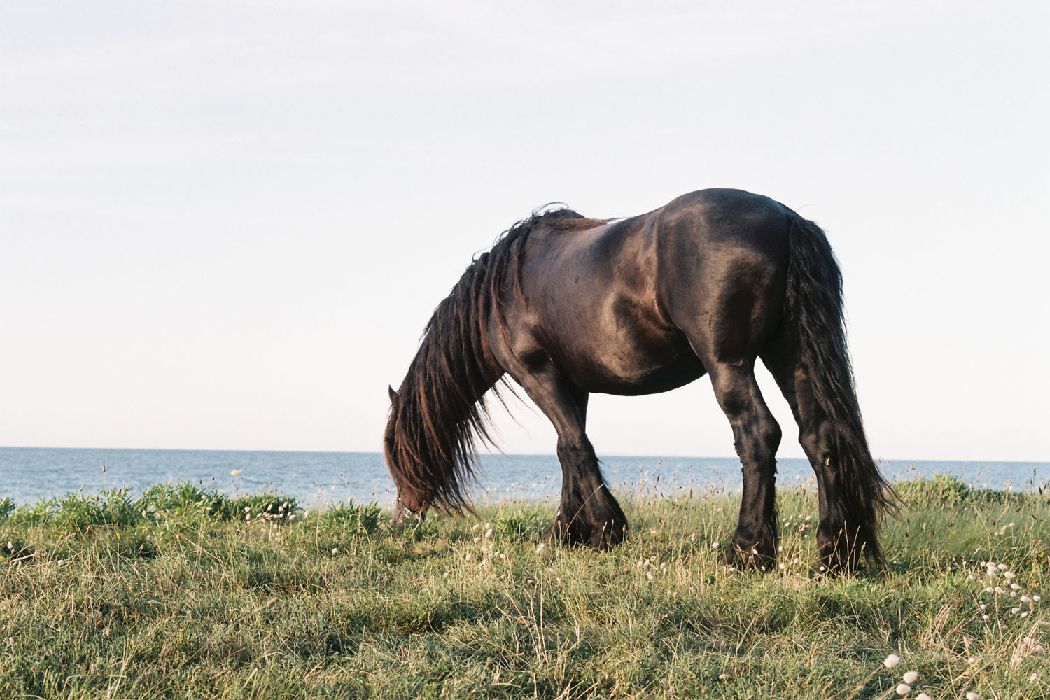 Horse-Nikon2.JPG