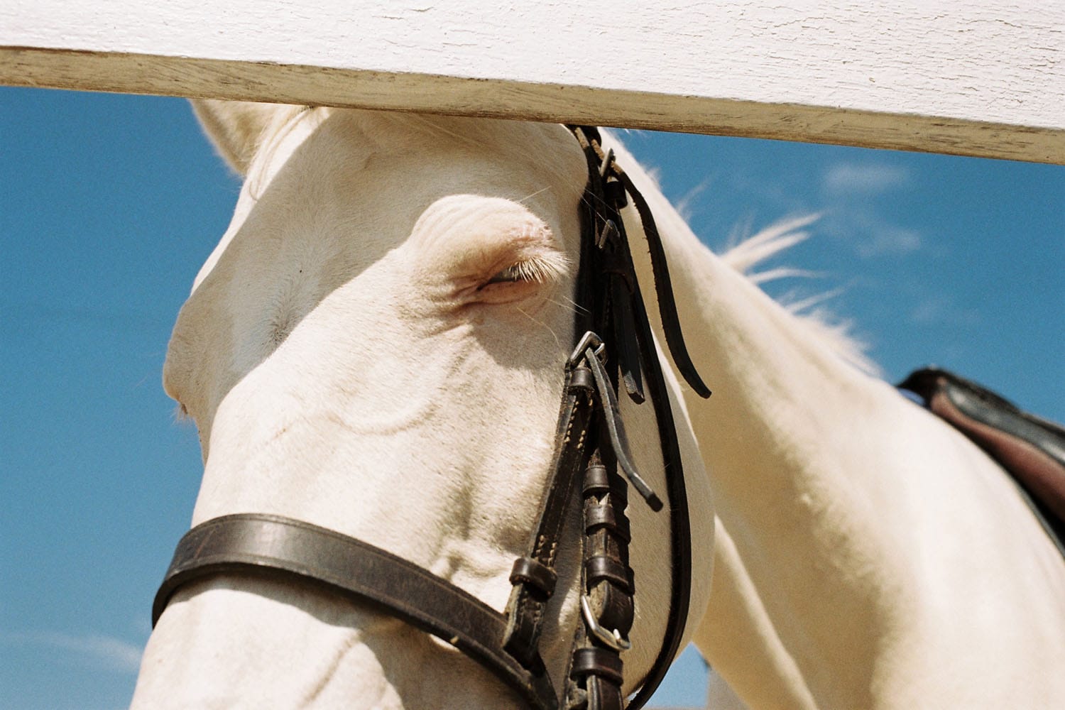 OUISTREHAM_HORSE.jpg