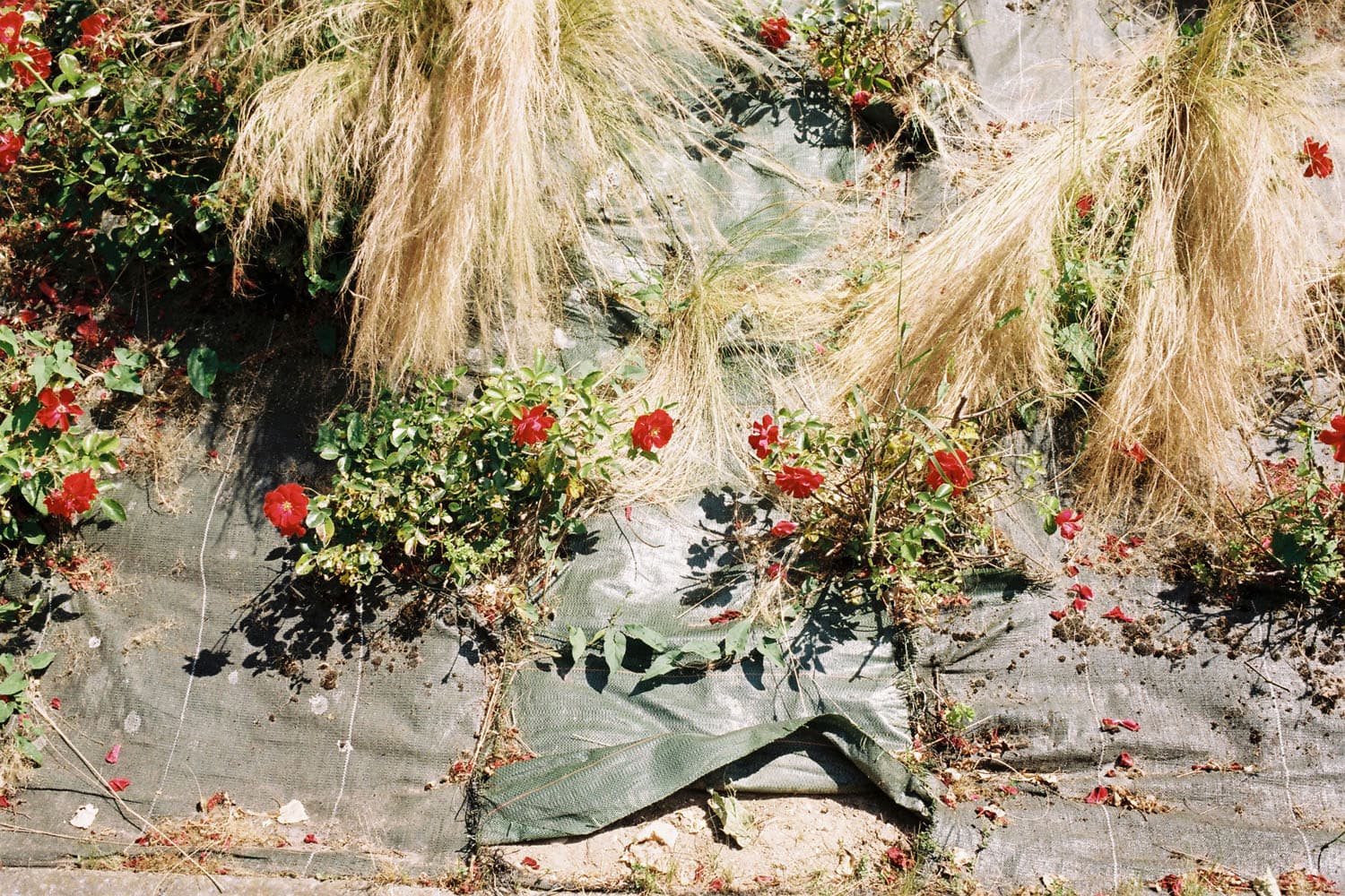 BACHE_RED FLOWERS-original.jpg