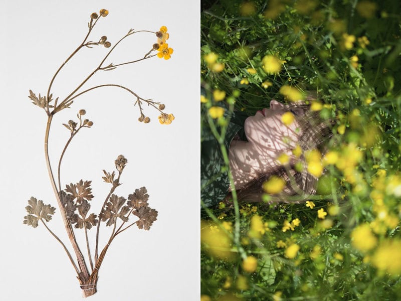 Matteo Palmieri Helichrysum 12