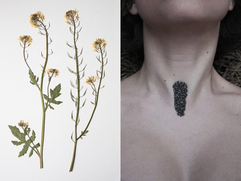 Matteo Palmieri Helichrysum 14