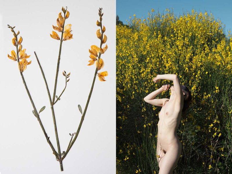 Matteo Palmieri Helichrysum 15