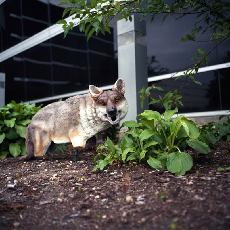 Marc Sullivan Plantae Animalia 03