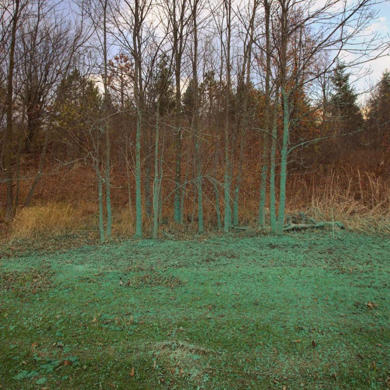 Marc Sullivan Plantae Animalia 05