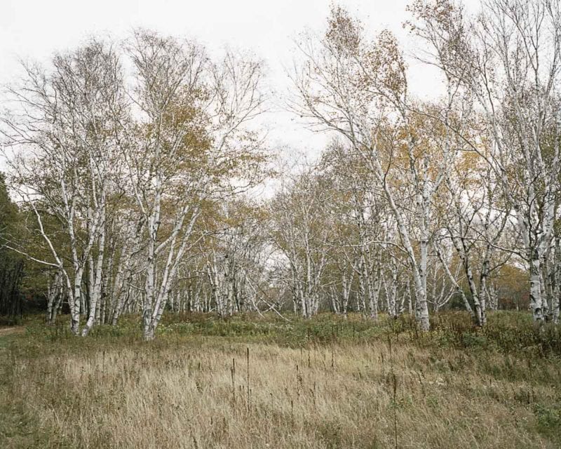 Catherine Canac Marquis The Migratory Birds 12