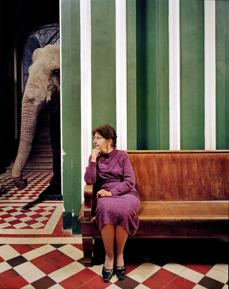 Frankherfortelephant I 2005