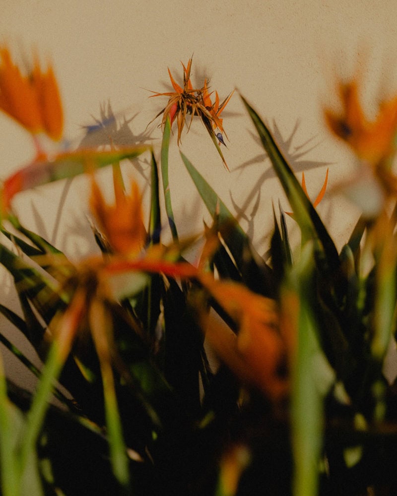 Evan Jenkins Sunflower Sutra 04