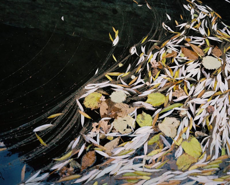 Francesca McColl Wild Women Leaves 2