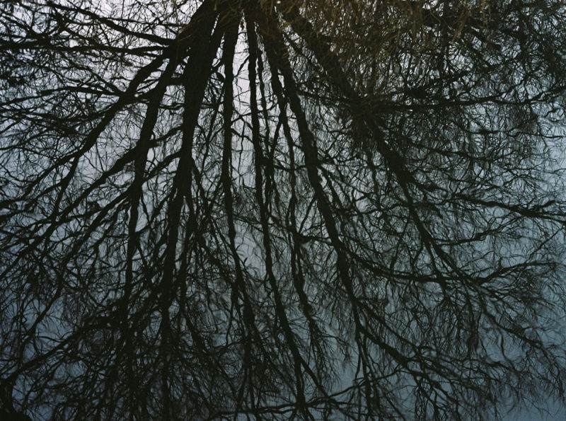 Francesca McColl Wild Women Tree Reflection 10
