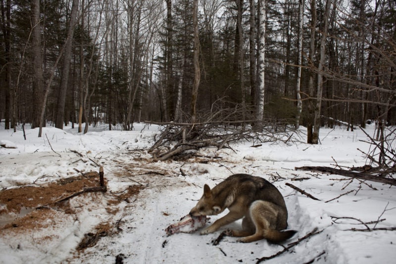 A Guardian Dog Devours A Deer Skull Near In The Taiga
