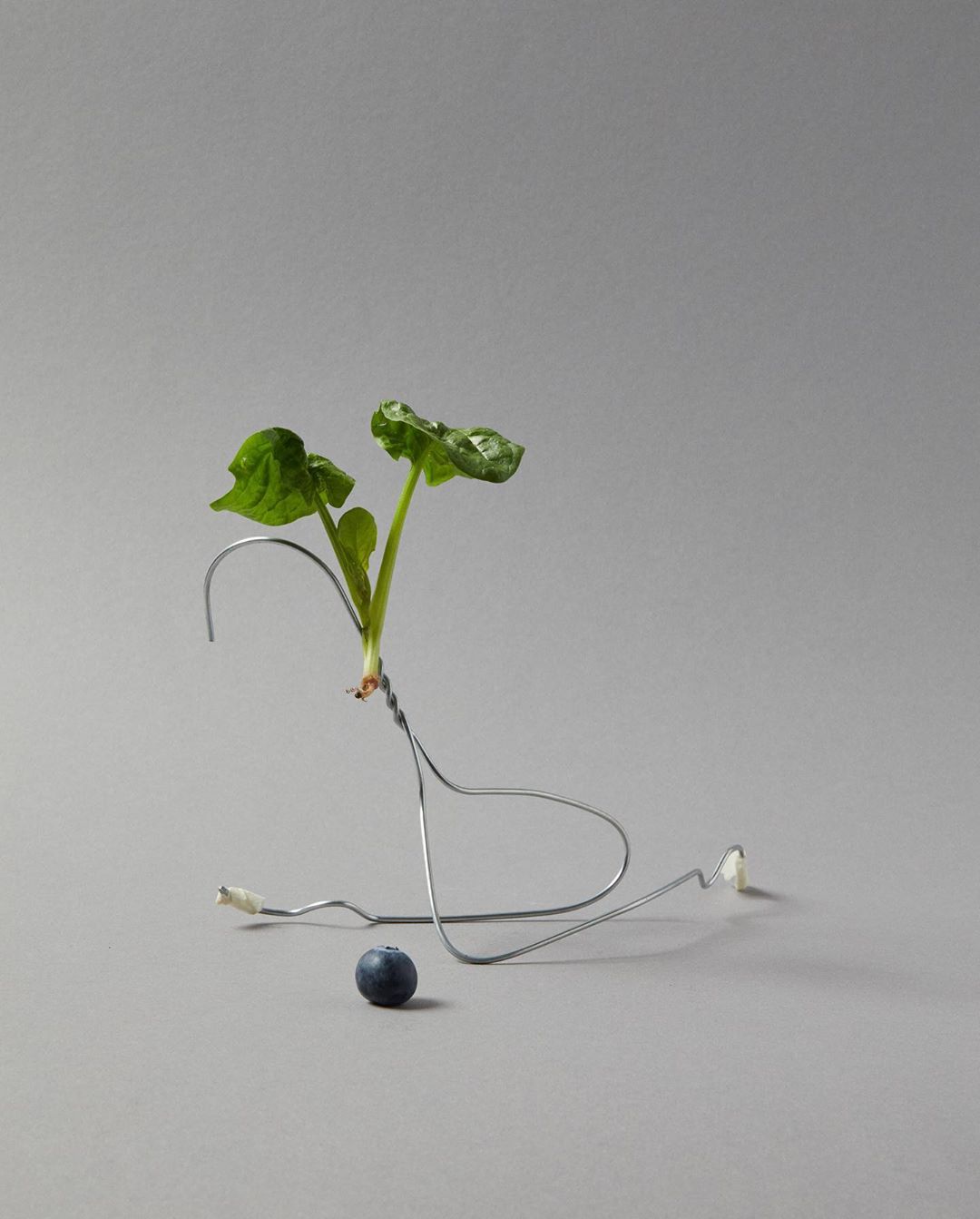 Claudia Zalla Weekly Recap 5 C41 Magazine Covid 19 Isolation