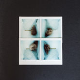 Giulio Boccardi C41 Magazine Covid 19 Isolation