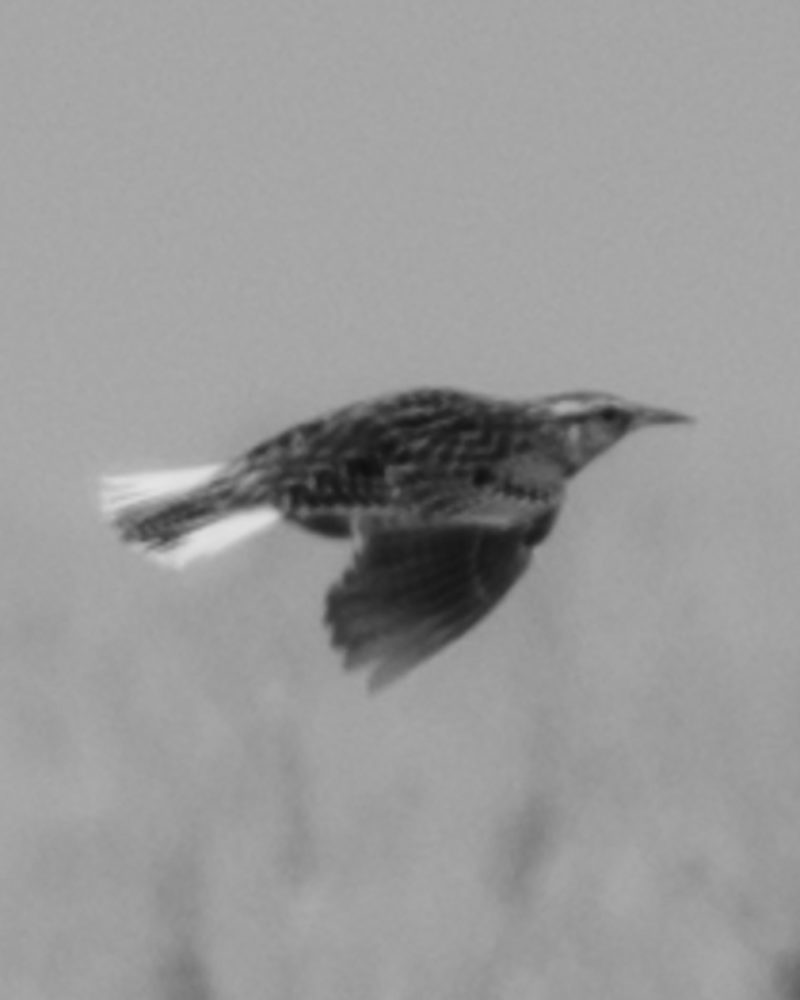 Bates Meadowlark 0008