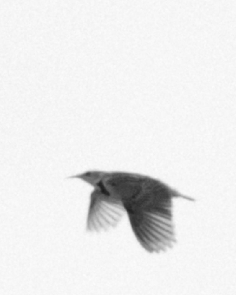 Bates Meadowlark 0019