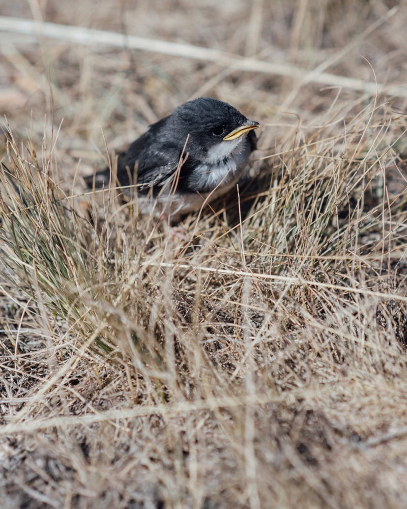 Bates Meadowlark 0037