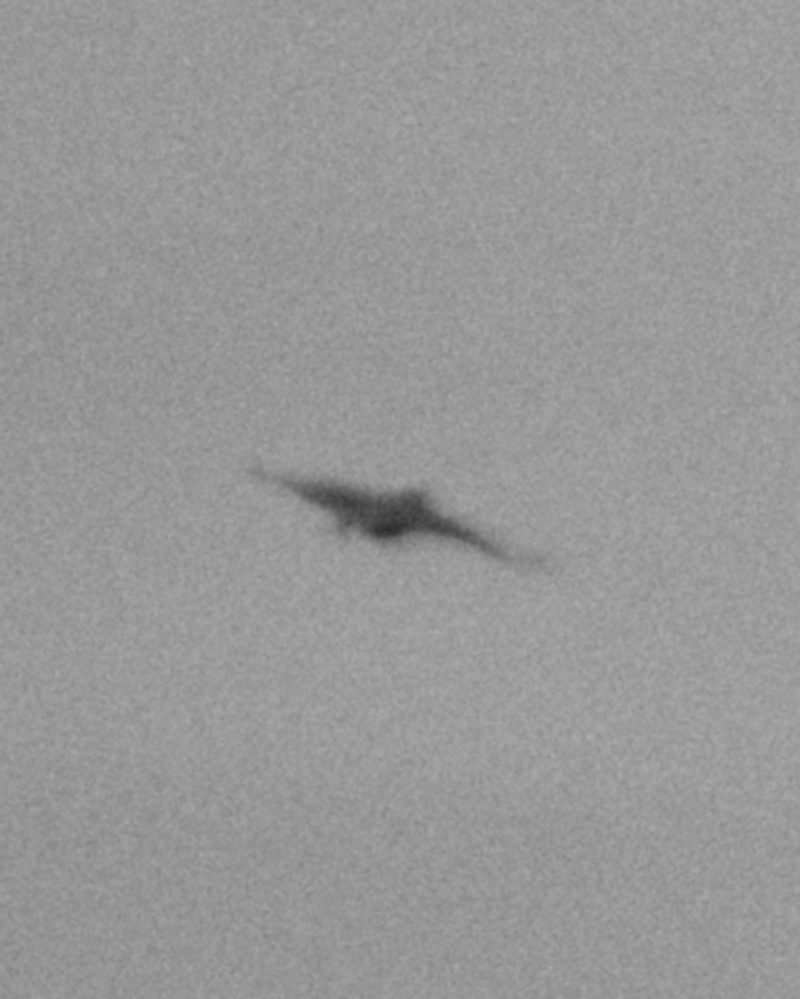 Bates Meadowlark 0041