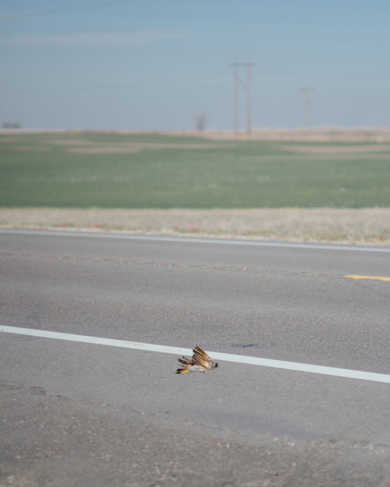 Bates Meadowlark 0044