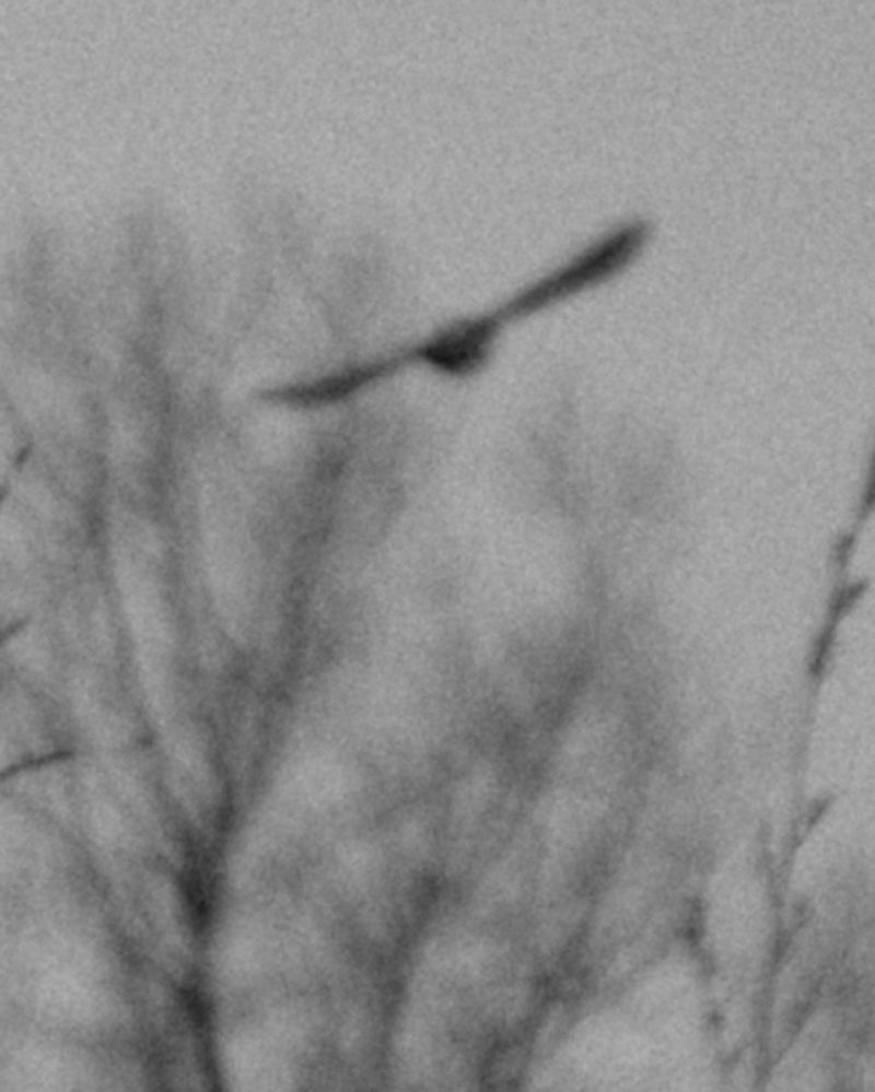 Bates Meadowlark 0050