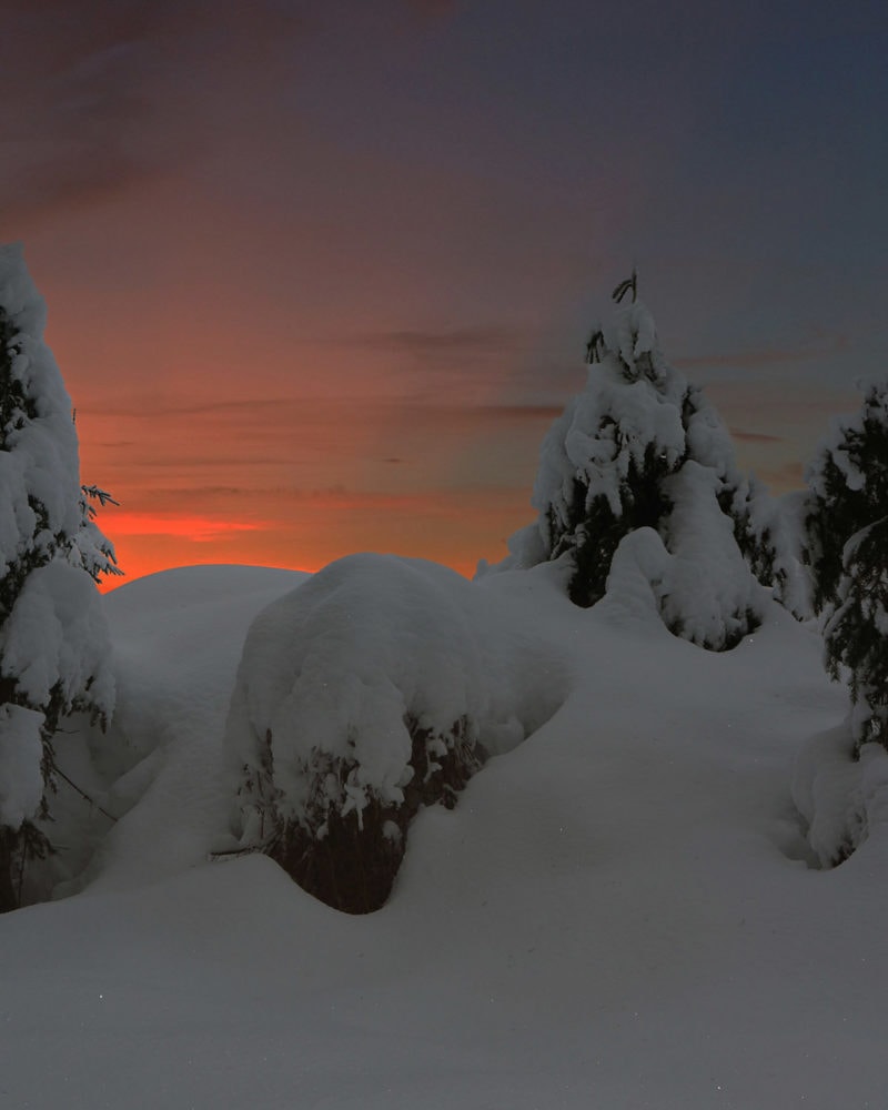 Wangliu Dearlight C41 Submission 7