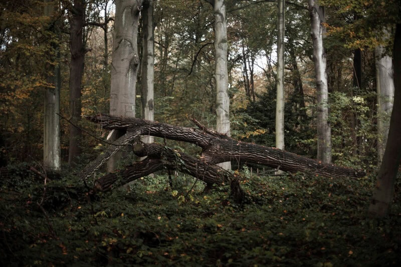 Curro Rodriguez Debla Photography 15