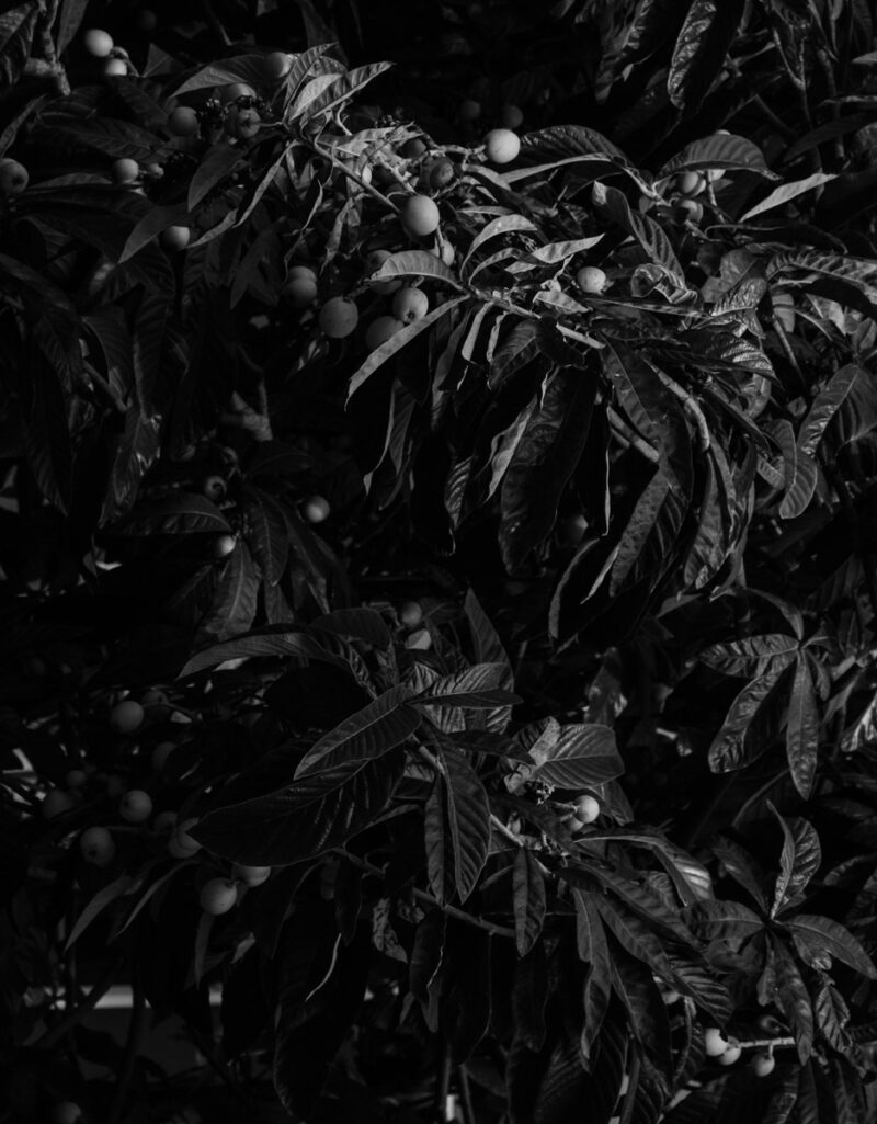 Mehves Lelic On Adornment Photography 3