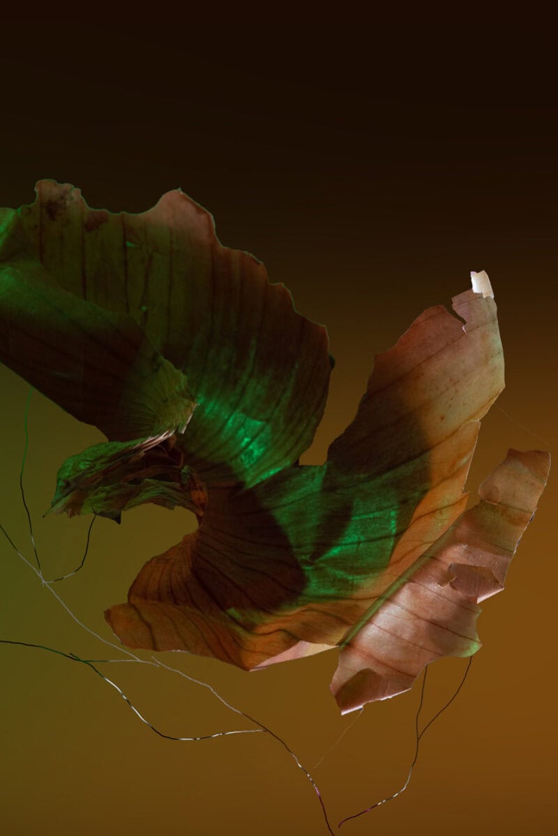 Ruby Rossini Looking For Nature Where Nature Is Not C41magazine Photography 3