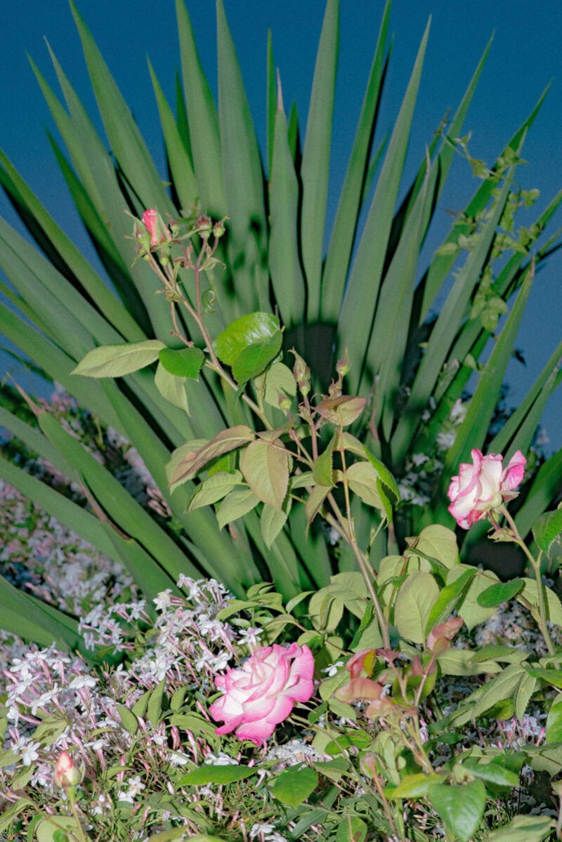 Ruby Rossini Looking For Nature Where Nature Is Not C41magazine Photography 9