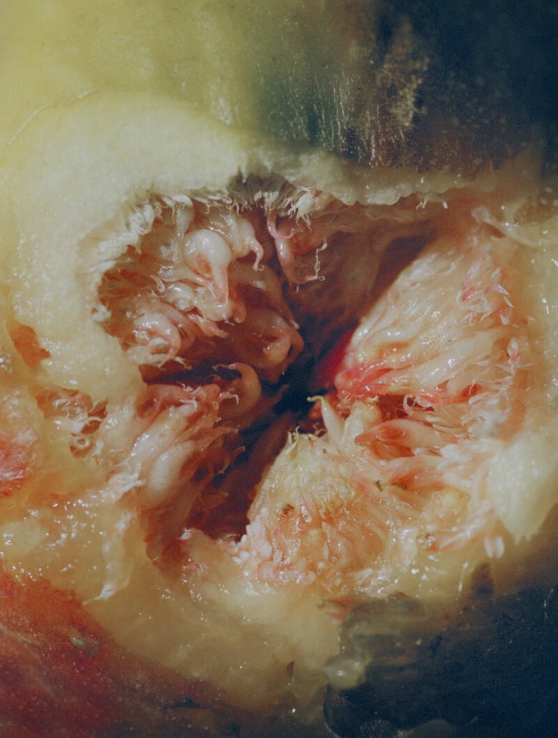 Lucile Boiron Womb C41magazine Photography 4