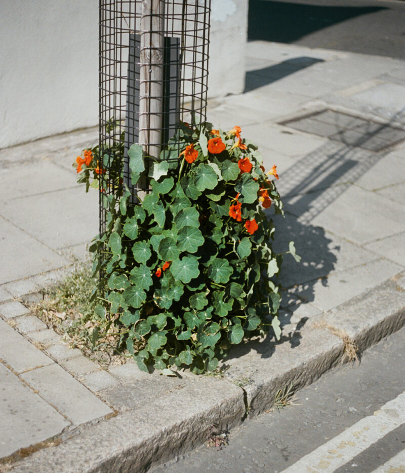 Laura Ghezzi If You Look Close C41magazine Photography 17