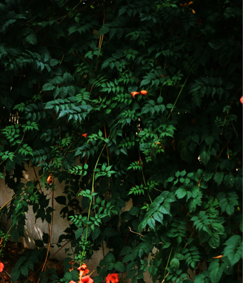 Laura Ghezzi If You Look Close C41magazine Photography 26