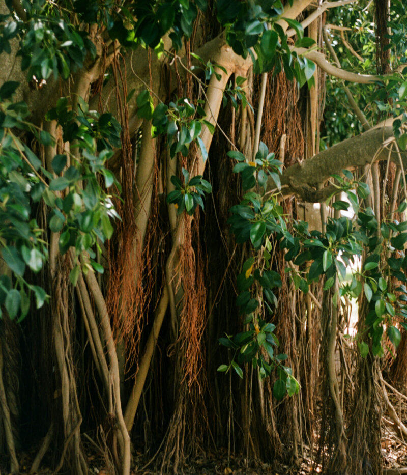 Laura Ghezzi If You Look Close C41magazine Photography 33