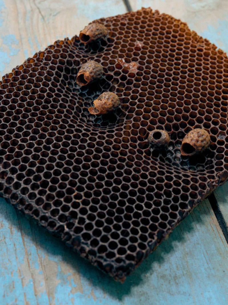 Alessio Keilty The Beekeeper C41magazine Photography 11