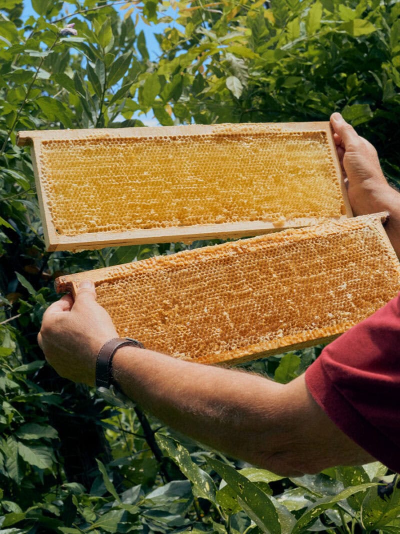 Alessio Keilty The Beekeeper C41magazine Photography 14