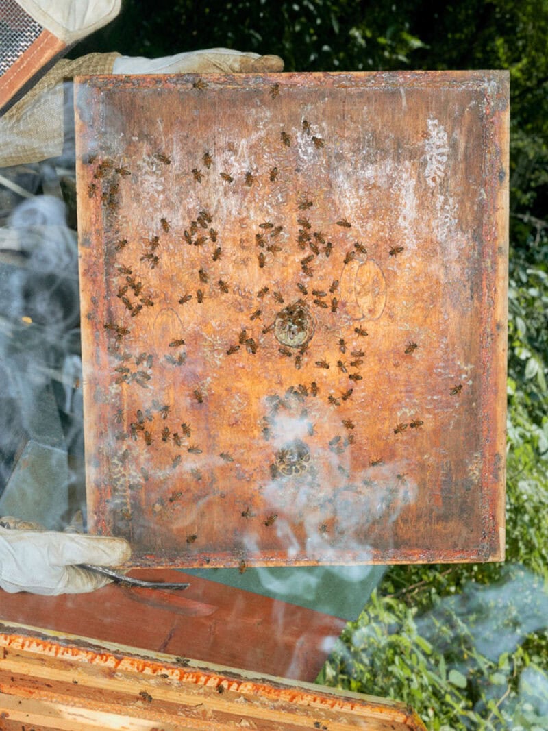 Alessio Keilty The Beekeeper C41magazine Photography 2