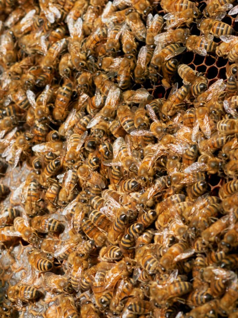 Alessio Keilty The Beekeeper C41magazine Photography 4