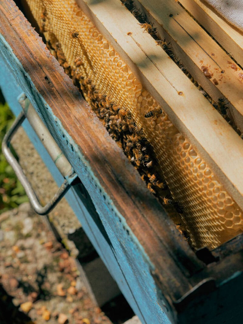Alessio Keilty The Beekeeper C41magazine Photography 5