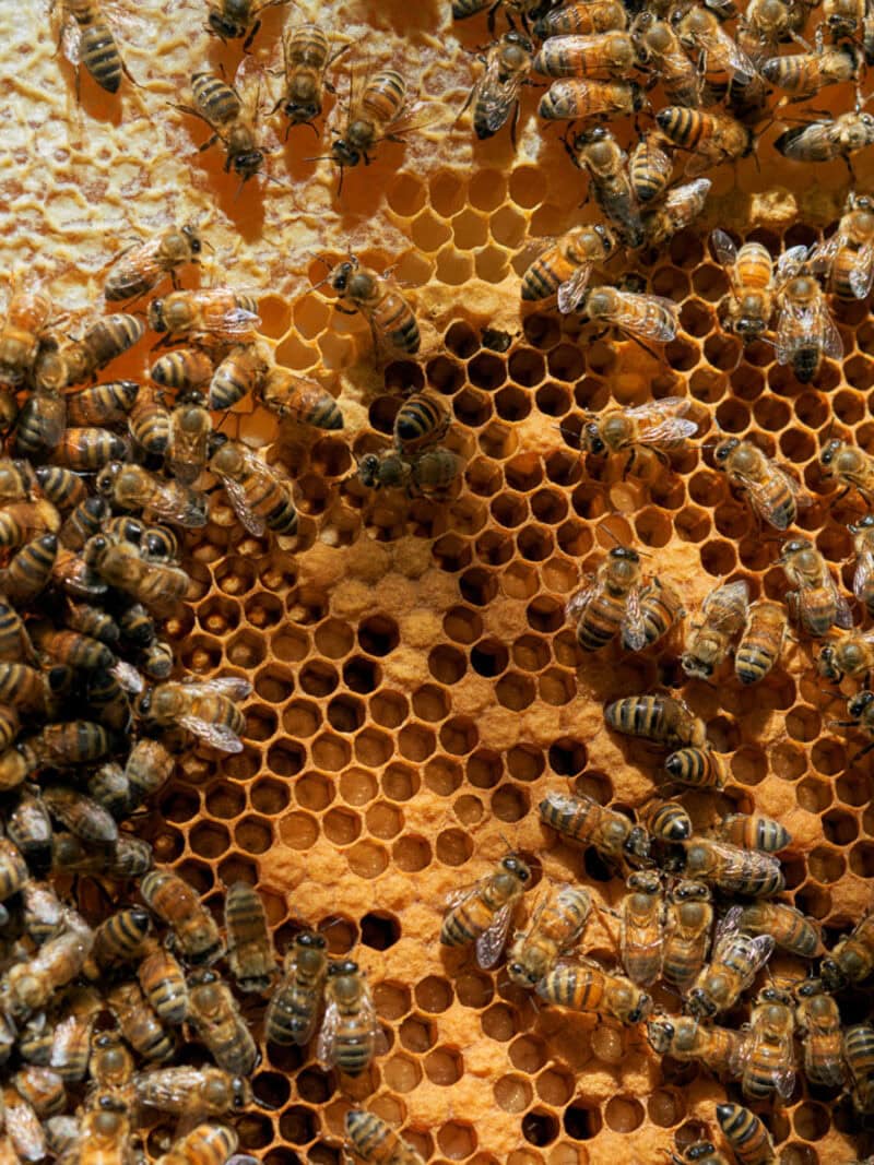 Alessio Keilty The Beekeeper C41magazine Photography 6
