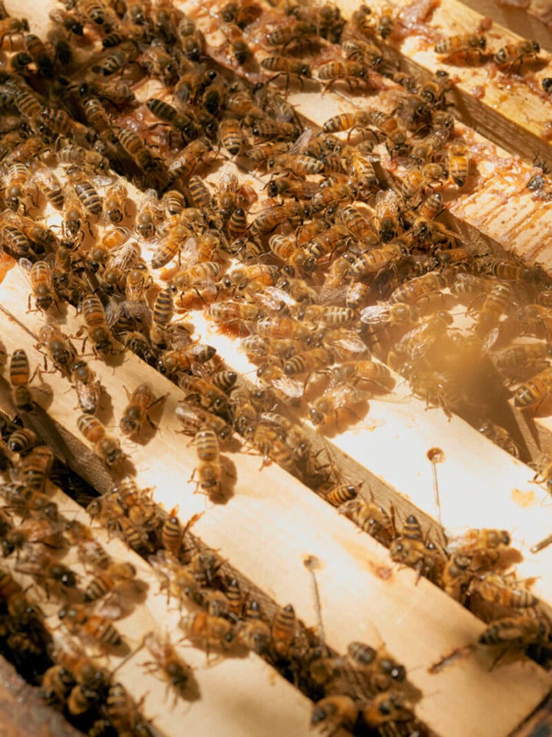 Alessio Keilty The Beekeeper C41magazine Photography 7