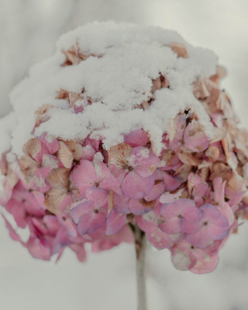 Alina Trifan Winter Flowers C41magazine Photography 1
