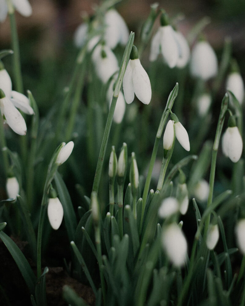 Alina Trifan Winter Flowers C41magazine Photography 13