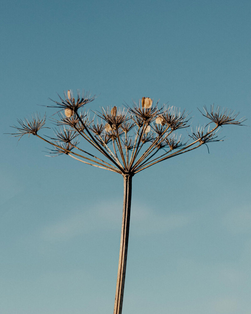 Alina Trifan Winter Flowers C41magazine Photography 2