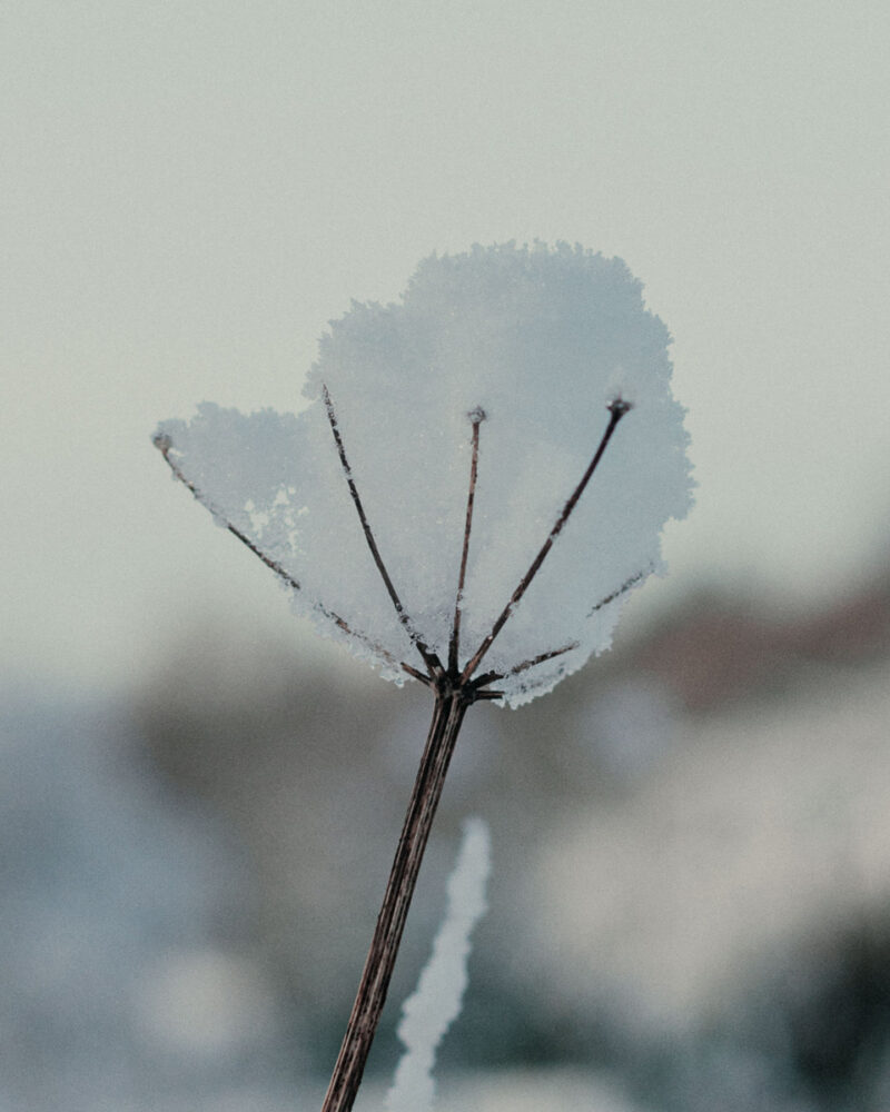 Alina Trifan Winter Flowers C41magazine Photography 3