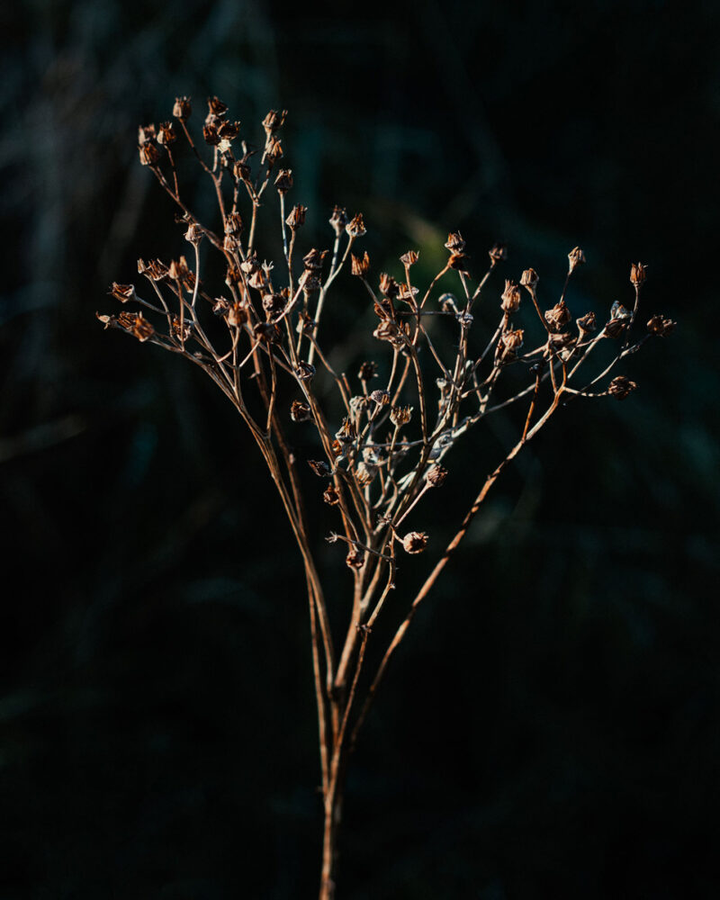 Alina Trifan Winter Flowers C41magazine Photography 7