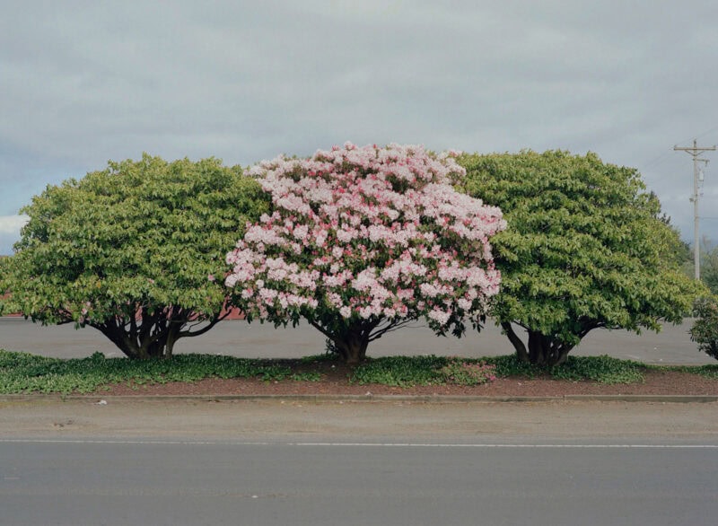 Courtney Allen Outside, The Natural World Was Enjoying A Moment Of Total Strength C41magazine Photography 24