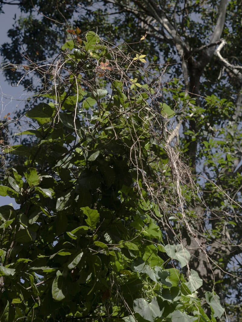 Andrea Mato En Limbo C41magazine Photography 10