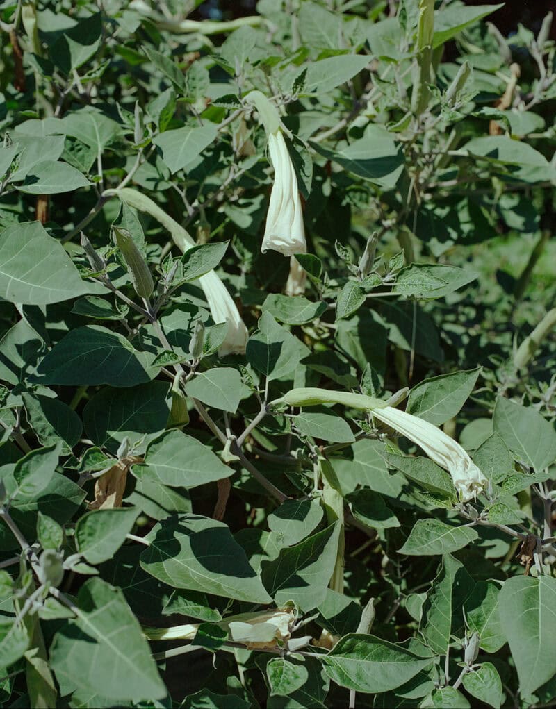 Andrea Mato En Limbo C41magazine Photography 5