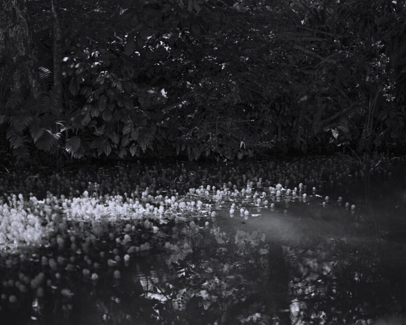 Jiaxin Liang Under The Lychee Tree C41magazine Photography 2